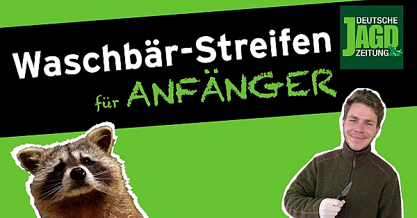 Waschbär-streifen Mit Max