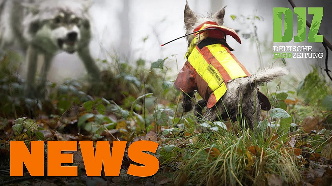 Rehdecke Legt Zugstrecke Lahm, Jungfuchs Auf Arm, Nervender Rauchmelder U.w. - Djz-news 26/2021