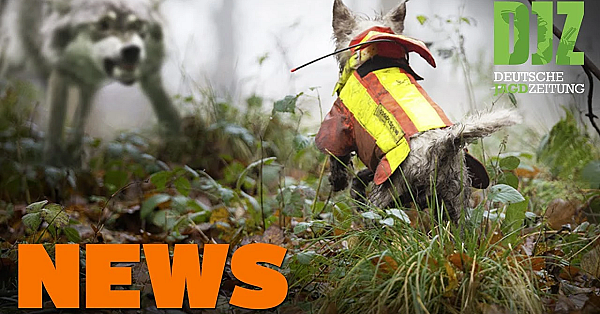 Rehdecke Legt Zugstrecke Lahm, Jungfuchs Auf Arm, Nervender Rauchmelder U.w. - Djz-news 26/2021