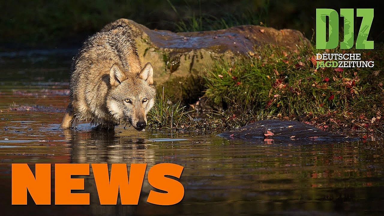 Gelöste Muttern, Hirsch Ohne Haupt, Wolf Im Jagdrecht U.w. - Djz-news 46/2020