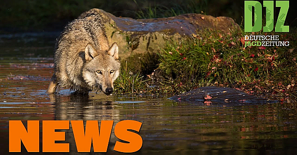 Gelöste Muttern, Hirsch Ohne Haupt, Wolf Im Jagdrecht U.w. - Djz-news 46/2020