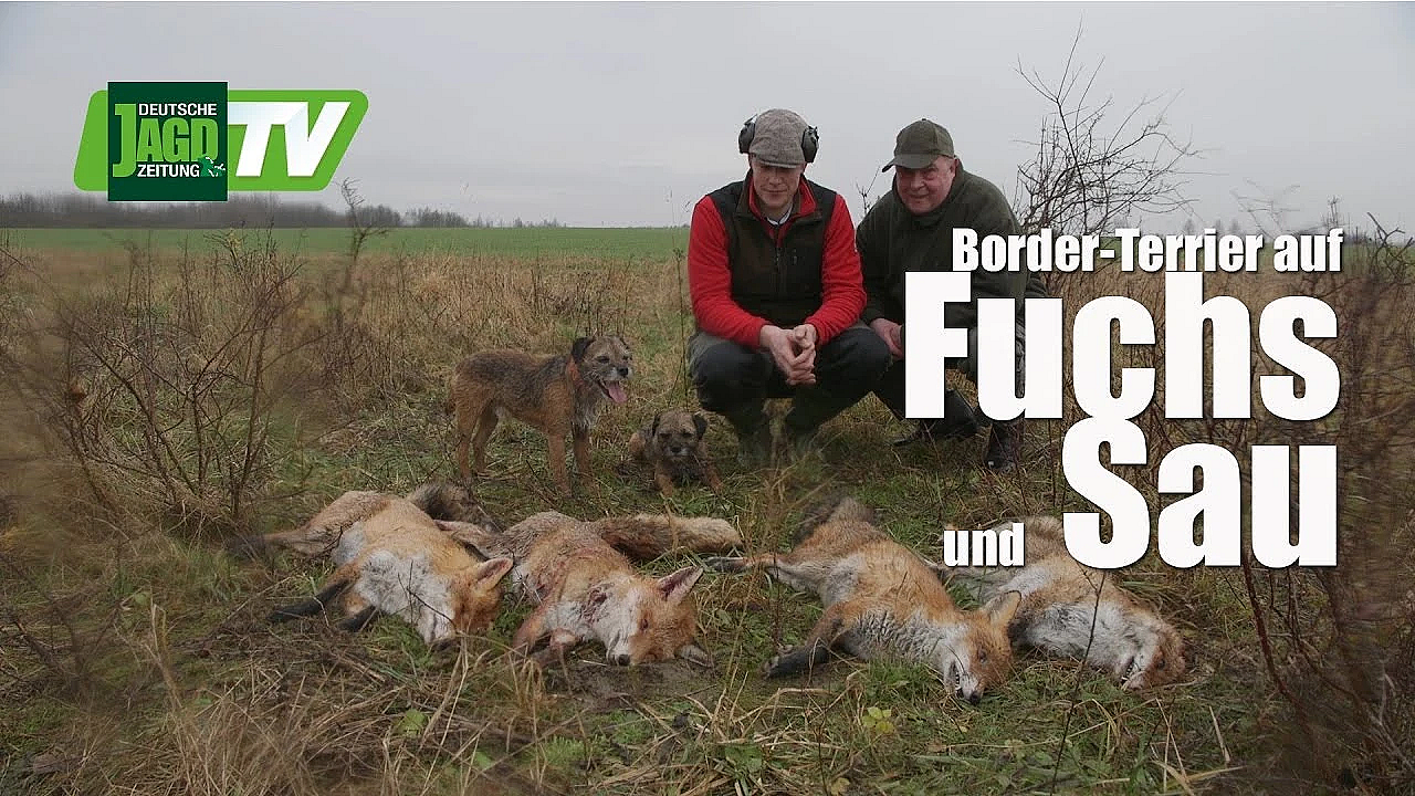 Borderterriër op zwijnen- en bouwjacht