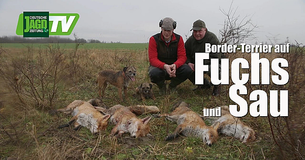 Borderterriër op zwijnen- en bouwjacht