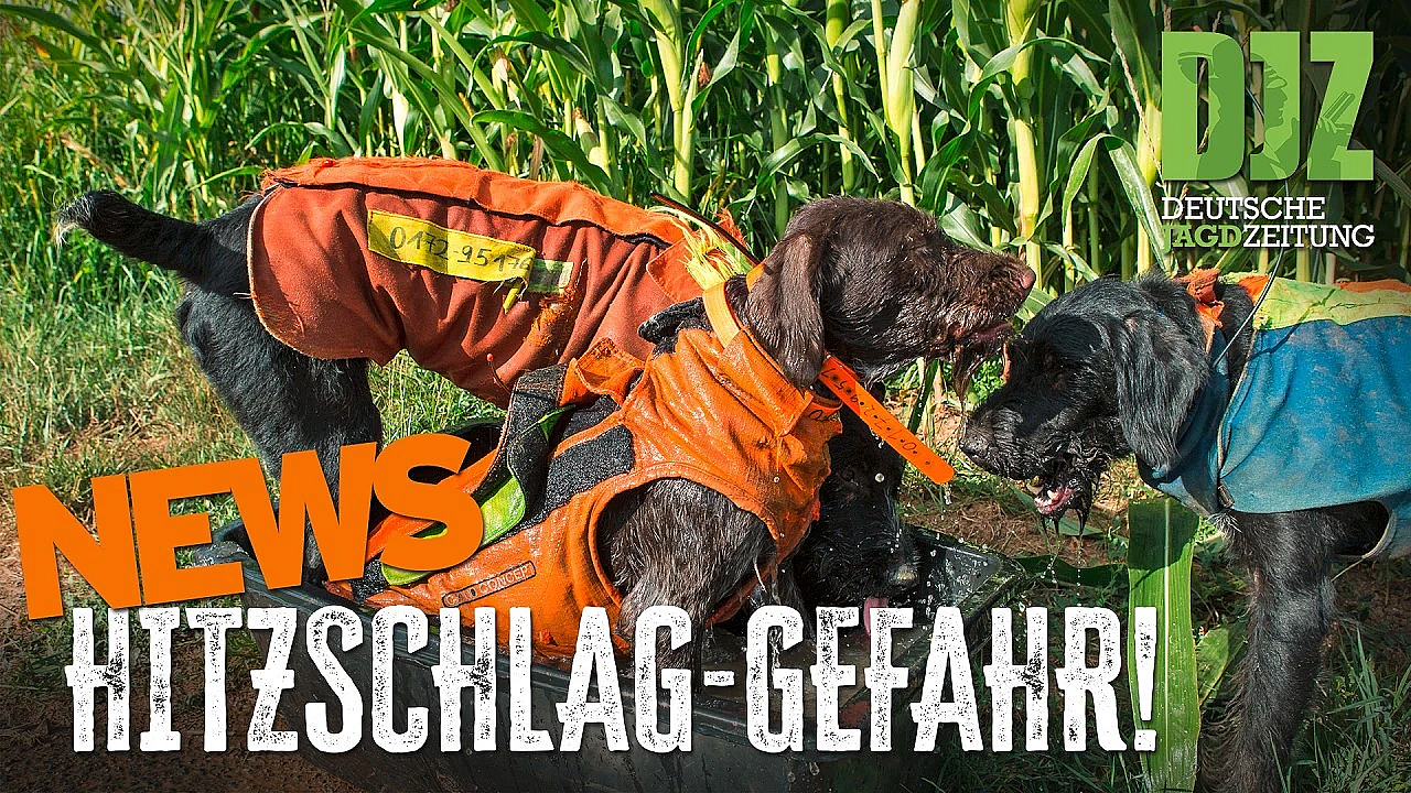 Wölfe frei in Hessen, Hitzschlaggefahr bei Jagdhunden, Bundesjägertag | DJZ-News