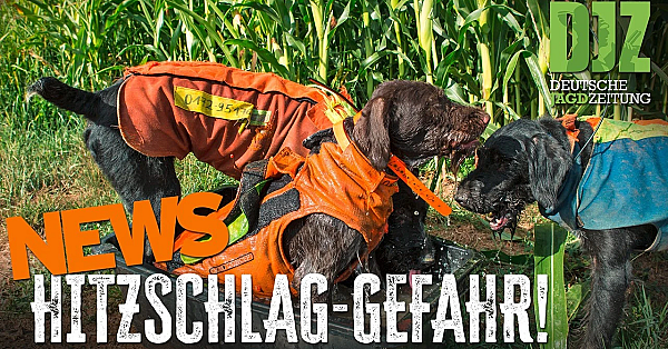 Wölfe frei in Hessen, Hitzschlaggefahr bei Jagdhunden, Bundesjägertag | DJZ-News
