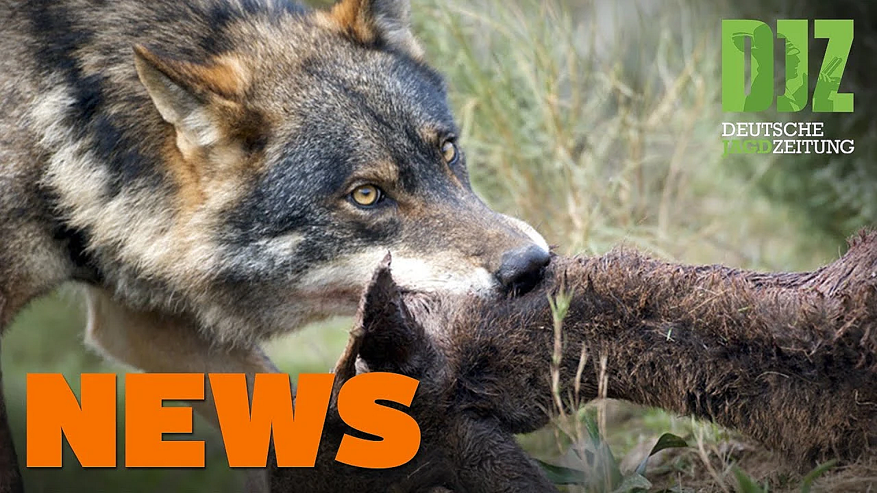 Asp Erreicht Meißen, Blaser R8, Bayer Randaliert Im Westerwald - Djz News 42/2021