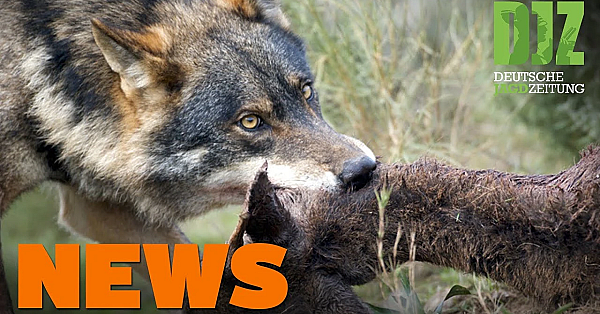 Asp Erreicht Meißen, Blaser R8, Bayer Randaliert Im Westerwald - Djz News 42/2021