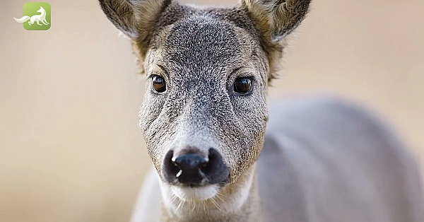 Das Rehwild - Steckbrief Natur Folge 1