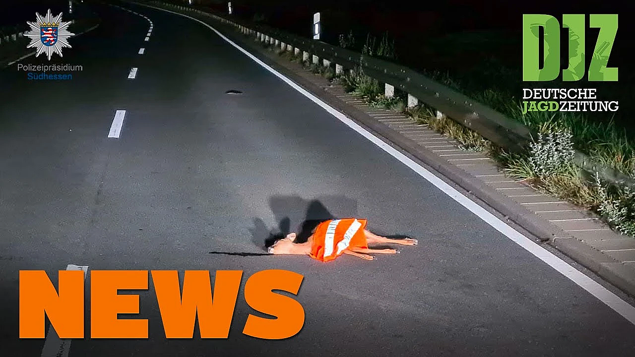 Tollwut-ausbruch, Reh Mit Warnweste, Waldstrategie 2050 U.w. - Djz-news 37/2021