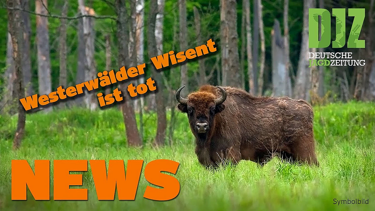Westerwald-wisent, Krähenplage, Tierbefreier Töten Kitze U.w. - Djz News Vom 29. Juni 2022