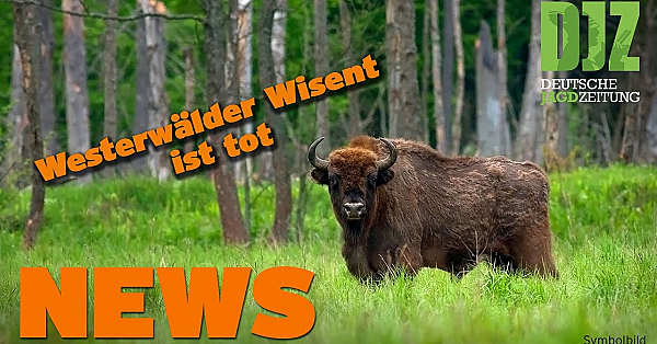 Westerwald-wisent, Krähenplage, Tierbefreier Töten Kitze U.w. - Djz News Vom 29. Juni 2022