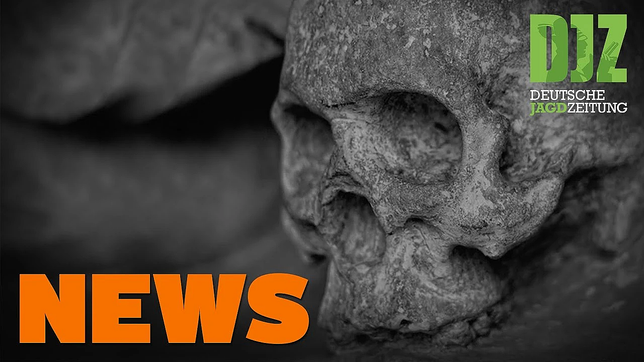 Afrikanische Schweinepest Greift Um Sich, Wildereiverdacht, Hornissenangriff U.w. - Djz-news 38/2020