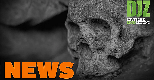 Afrikanische Schweinepest Greift Um Sich, Wildereiverdacht, Hornissenangriff U.w. - Djz-news 38/2020