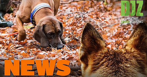 Wolf Beißt Jagdhund, Jäger Findet Vermisste, Nachtzieltechnik U.w. - Djz-news 3/2021