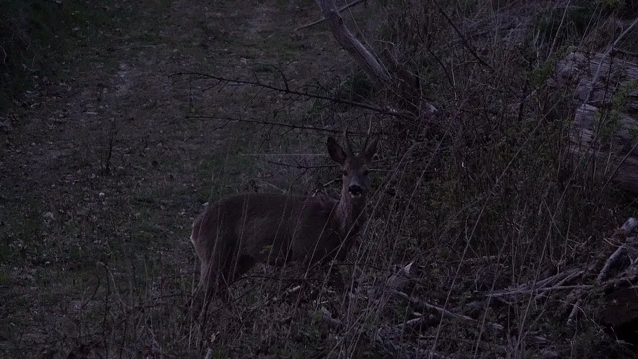 Bockjagdauftakt Anfang Mai 2021