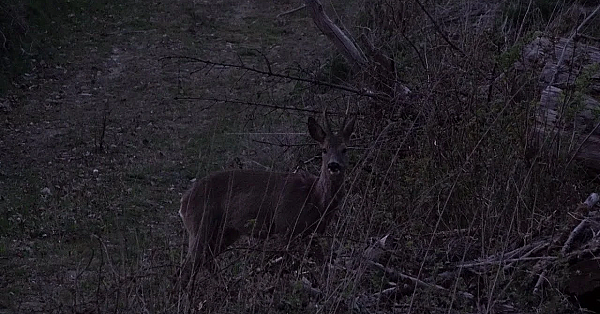 Bockjagdauftakt Anfang Mai 2021
