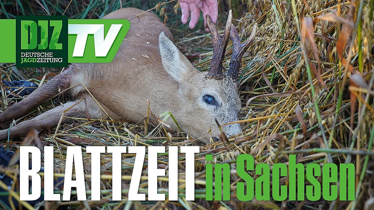 Auf Bock & Fuchs im wilden Osten