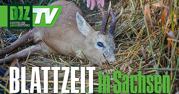 Auf Bock & Fuchs im wilden Osten