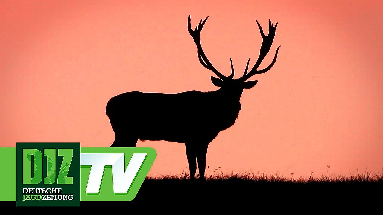 Rotwildbrunft In Ungarn Teil 1 - Djz Classics