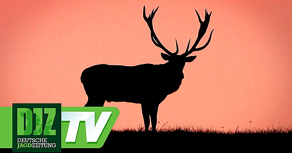 Rotwildbrunft In Ungarn Teil 1 - Djz Classics