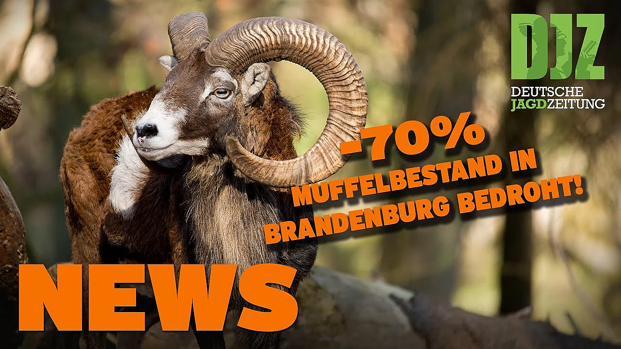 Jagdunfall In Frankreich, Grüne Scheitern, Wolf Tilgt Muffelwildbestände U.w. - Djz News 8/2022