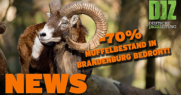 Jagdunfall In Frankreich, Grüne Scheitern, Wolf Tilgt Muffelwildbestände U.w. - Djz News 8/2022