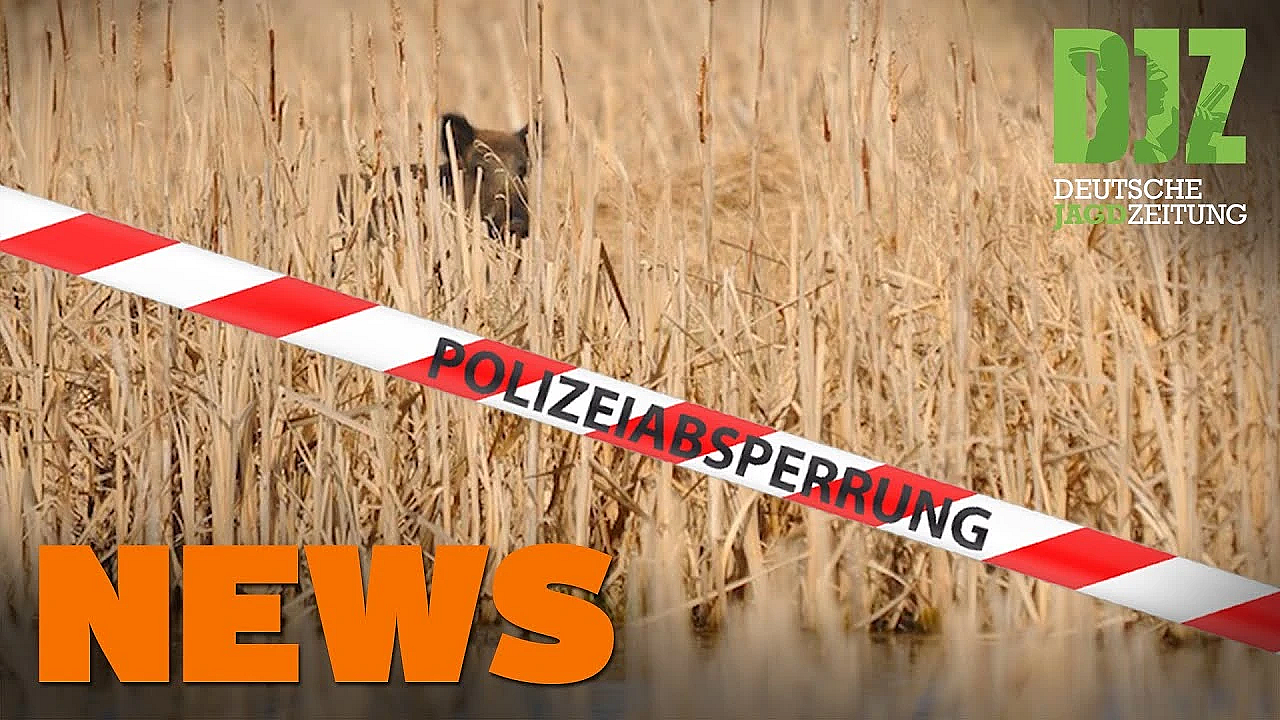 Wolf In Maishäcksler, Fellwechsel Vor Neustart, Kronenhirsche U.w. - Djz-news 42/2020