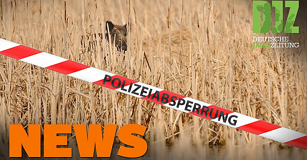 Wolf In Maishäcksler, Fellwechsel Vor Neustart, Kronenhirsche U.w. - Djz-news 42/2020