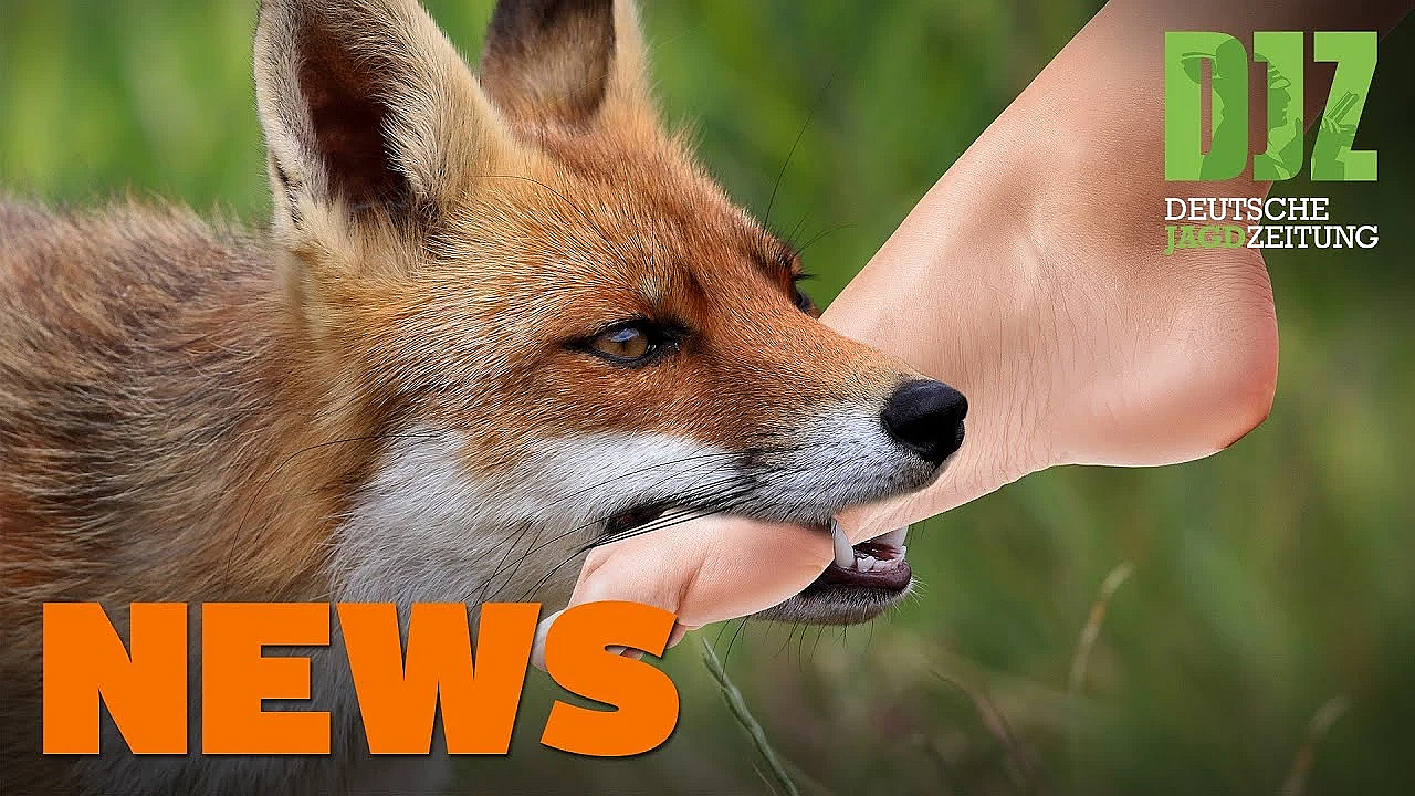 Geier Auf Der Landebahn, Wildererbande, Gänsegeier, Bjagdg, U.w. - Djz-news 35/2020