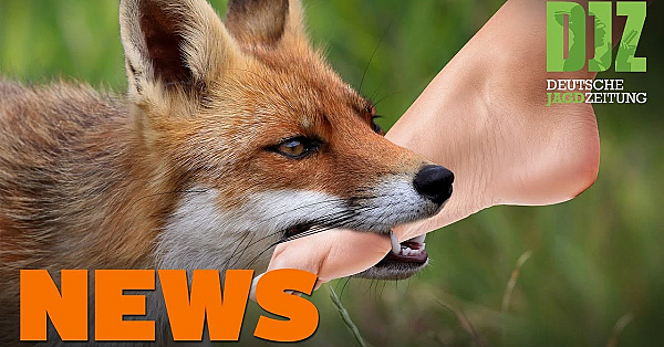 Geier Auf Der Landebahn, Wildererbande, Gänsegeier, Bjagdg, U.w. - Djz-news 35/2020