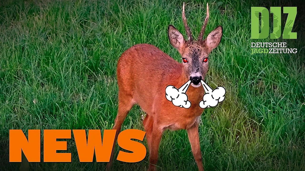 Rehbockangriff Auf Wanderinnen, Jäger Stirbt Bei Unwetter U.w. - Djz-news 30/2021