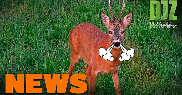 Rehbockangriff Auf Wanderinnen, Jäger Stirbt Bei Unwetter U.w. - Djz-news 30/2021