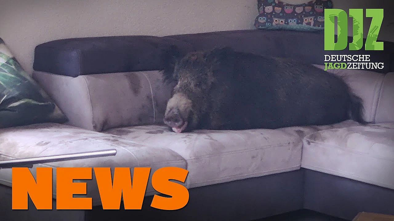 Hunderettung Aus Kanalrohr, Sau Auf Sofa, Fuchsjagd In Wien U.w. - Djz News 6/2022