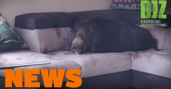 Hunderettung Aus Kanalrohr, Sau Auf Sofa, Fuchsjagd In Wien U.w. - Djz News 6/2022