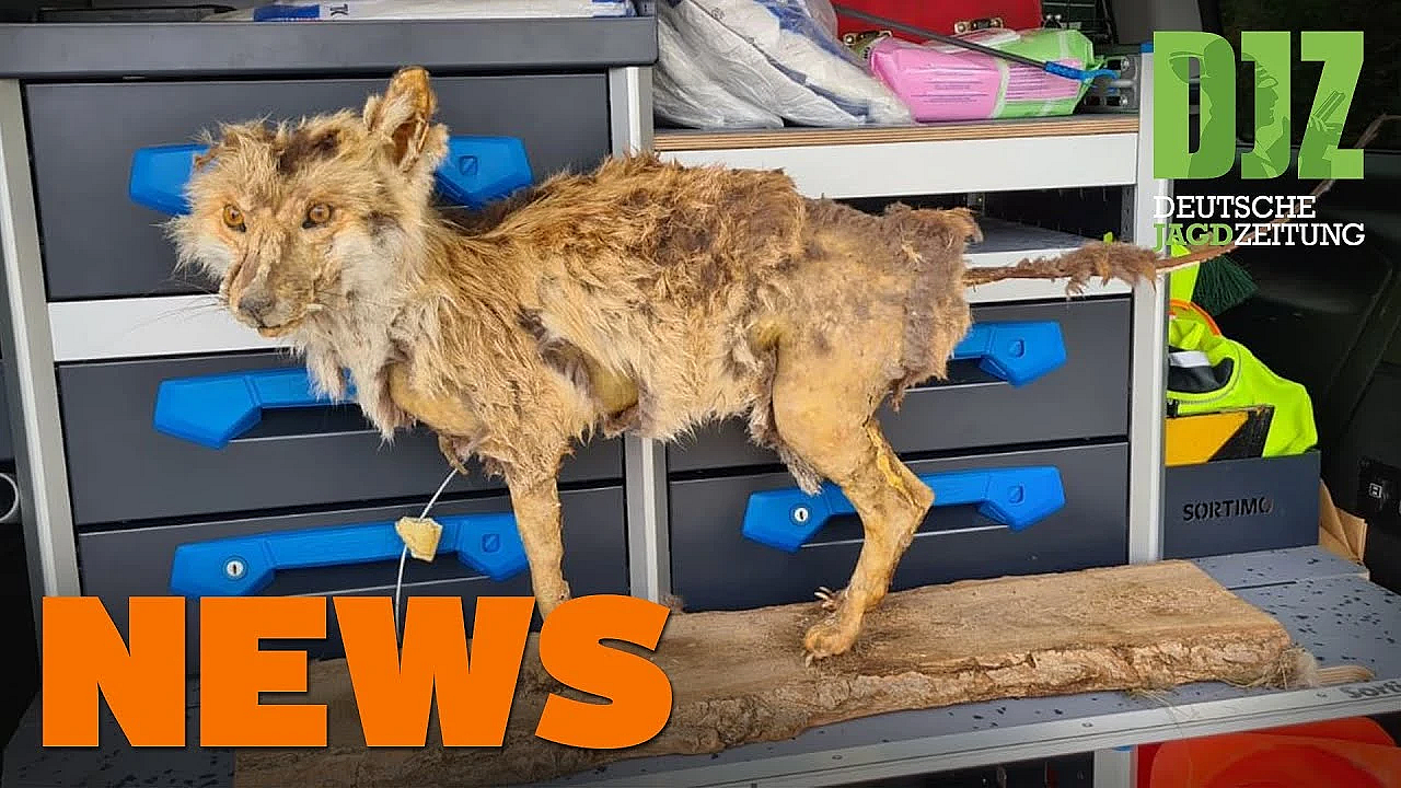 Polizeieinsatz Wegen Präparat, Hochsitze Unter Beschuss, Asp In Deutschland, U.w. - Djz-news 43/2020