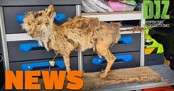 Polizeieinsatz Wegen Präparat, Hochsitze Unter Beschuss, Asp In Deutschland, U.w. - Djz-news 43/2020