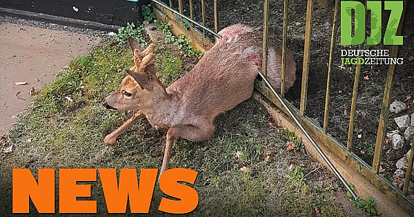 Jagd Trotz Ausgangssperre?, Verkeilter Rehbock, Lies Kritisiert Grüne U.w. - Djz-news 17/2021