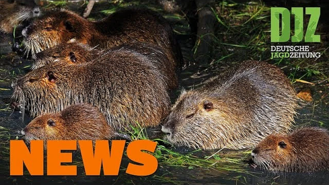 Randale Im Gänsestall, Wolf Unterm Carport, 100.000 Nutrias U.w. - Djz News 3/2022