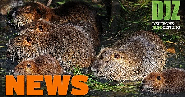 Randale Im Gänsestall, Wolf Unterm Carport, 100.000 Nutrias U.w. - Djz News 3/2022