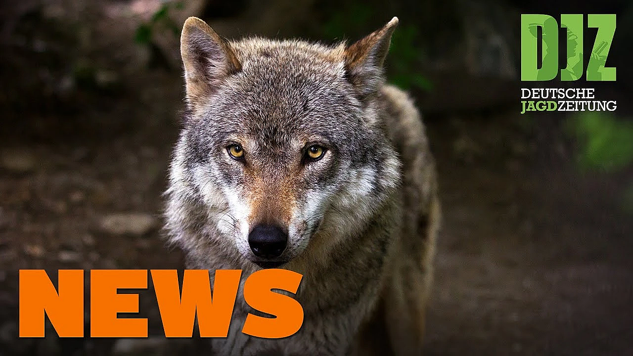 Jägerprüfungen Auf Rekordniveau, Djz Im Ahrtal, Wolfs-update U.w. - Djz News 2/2022