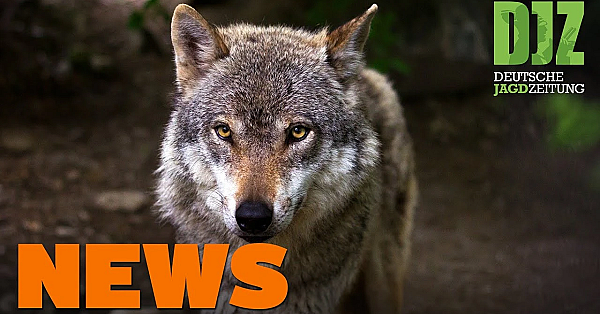 Jägerprüfungen Auf Rekordniveau, Djz Im Ahrtal, Wolfs-update U.w. - Djz News 2/2022