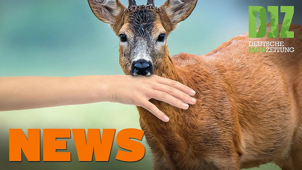 Reh Beißt Kind, Jagd Ist Wichtig, Keine Hundeprüfungen U.w. - Djz-news 16/2020