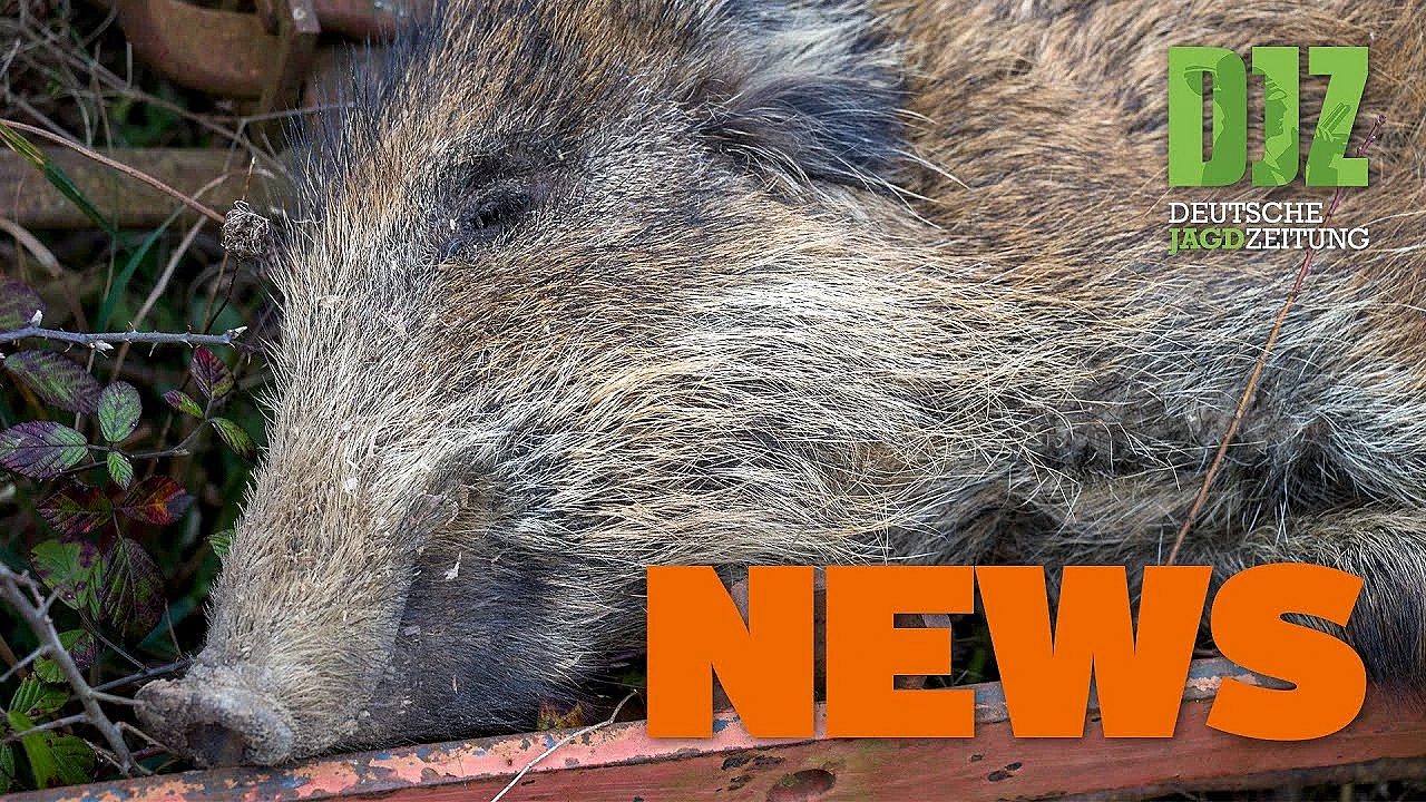 Schäfer Kämpft Mit Wolf, Keine Entwarnung Bei Der Asp, Jäger Abgestürzt U.w. - Djz-news 25/2020