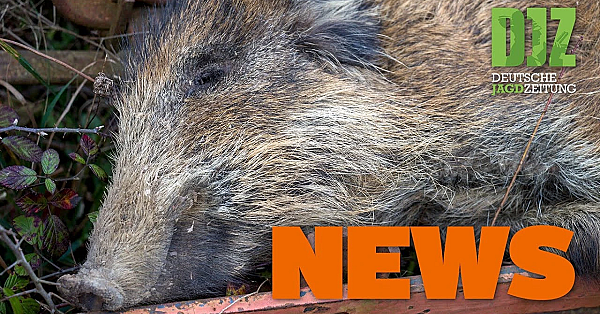 Schäfer Kämpft Mit Wolf, Keine Entwarnung Bei Der Asp, Jäger Abgestürzt U.w. - Djz-news 25/2020