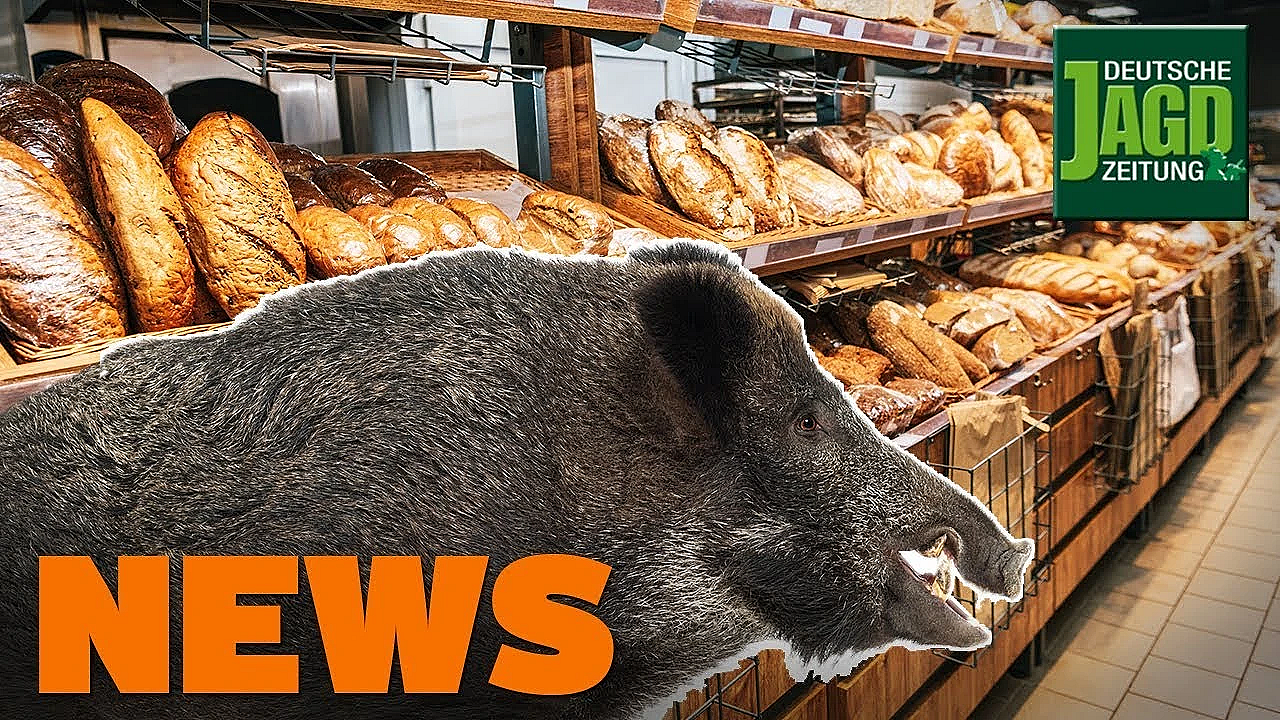 Wildschwein Beim Bäcker, Angst Vor Asp, Bjv Vs. Ökojäger U.w. - Djz-news 49/2019