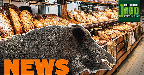 Wildschwein Beim Bäcker, Angst Vor Asp, Bjv Vs. Ökojäger U.w. - Djz-news 49/2019