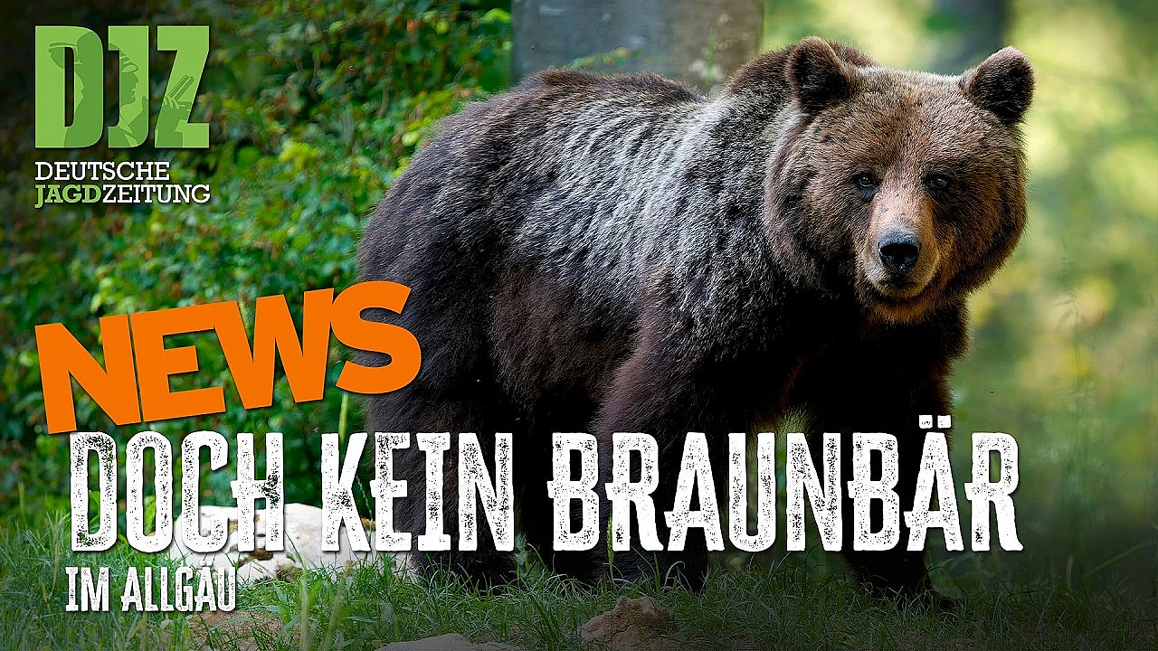Affe auf der Straße, Dachs statt Bär und 300.000 Euro für den Biber | DJZ-News