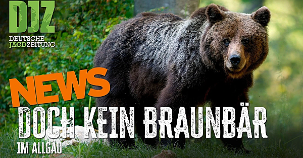 Affe auf der Straße, Dachs statt Bär und 300.000 Euro für den Biber | DJZ-News