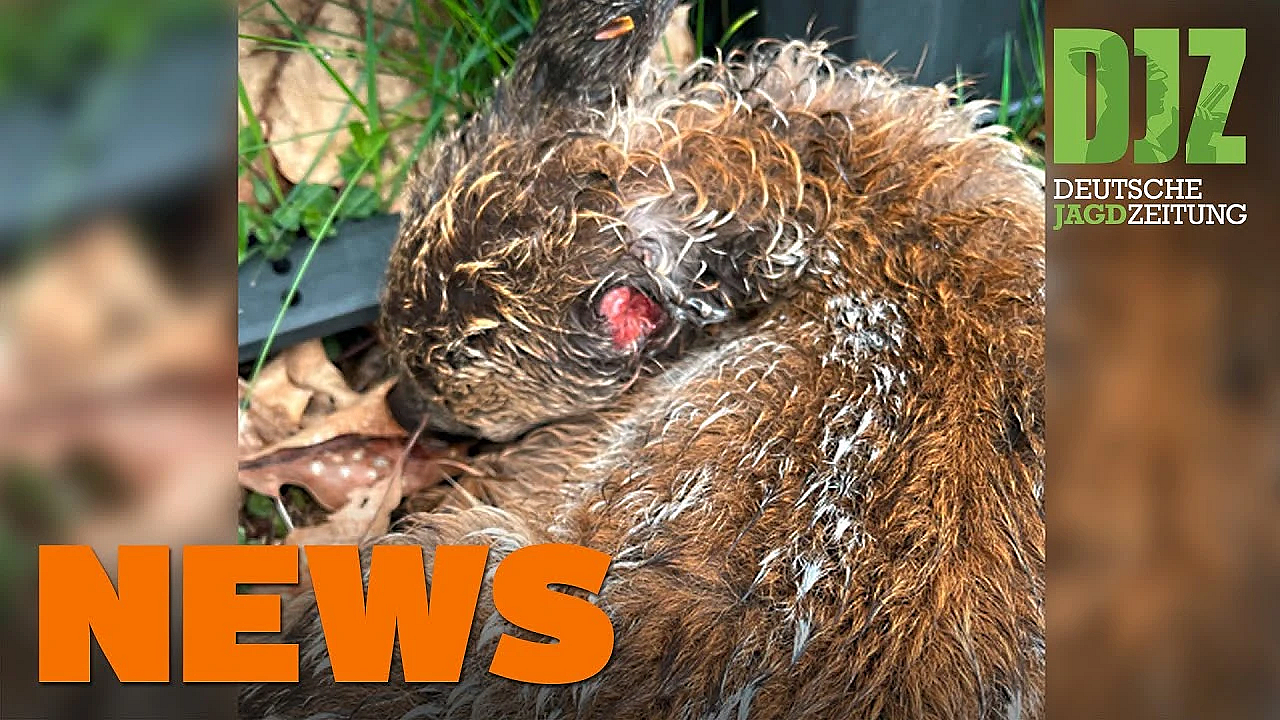 Kitz Von Hund Verletzt, Jäger überfallen, Kitzretter Verzeichnet U.w. - Djz-news 21/2021