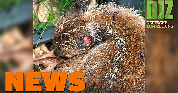 Kitz Von Hund Verletzt, Jäger überfallen, Kitzretter Verzeichnet U.w. - Djz-news 21/2021